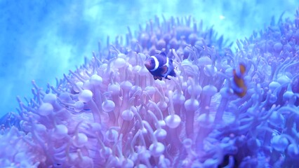 Wall Mural - Beautiful sea flower in underwater world with corals and fish. Sea flowers moving in fish tank. Sea anemone in fish tank. sea anemone underwater nature life.