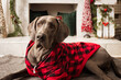 Great Dane puppy laying down wearing a cute Christmas sweatshirt.