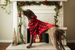 Great Dane dog standing in Christmas themed pet portrait.