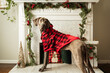 Giant Great Dane puppy dog Christmas pet portrait.