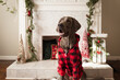 Cute Great Dane puppy sitting in front of Christmas decorations. 