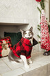 Pet portrait of cute cat wearing Christmas sweater in Holiday decorated home. 