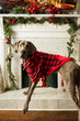 Adorable portrait of Great Dane dog wearing sweater standing in front of Christmas decorations.