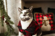 Adorable cat wearing Christmas sweater in decorated Holiday environment. 