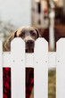 Adorable Great Dane puppy resting face on fence pickets in front of house. 