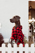 Pet portrait of adorable Great Dane dog standing on fence in Christmas decorated environment. 