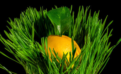 Wall Mural - Composition with lemon in green grass on a black background