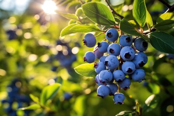 Wall Mural - Ripe blueberries on the branches of a bush in the garden.