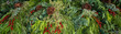 © knelson20 - Fresh Christmas decorative greenery for sale, door hangings and potted table décor, made out of fresh evergreen branches, pinecones, and red berries