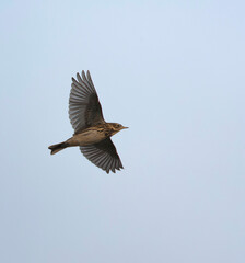 Wall Mural - meadow pipit, anthus pratensis
