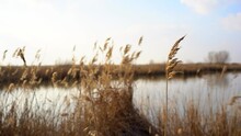 Beautiful Footage Of Reeds Gently Sway In Wind On Lake Shore, Focus Shift