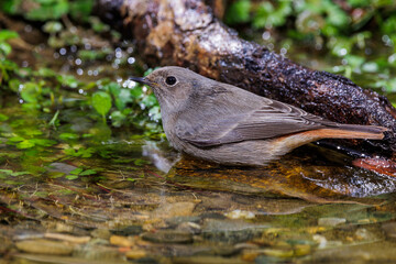 Wall Mural - Hausrotschwanz (Phoenicurus ochruros) Weibchen badet