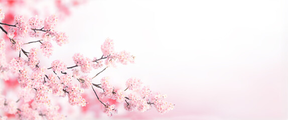Aufkleber - Horizontal banner with sakura flowers of pink color on sunny backdrop. Beautiful nature spring background with a branch of blooming sakura. Sakura blossoming season in Japan