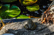 frog sitting on a stone to jump into the water
