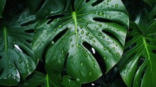 A Close-up Of Rain Droplets On Monstera Leaves, Reflecting The World Around Them Like A Natural Mirror. 8K
