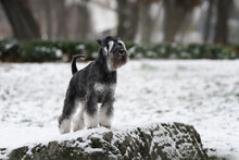 A Black And White Zwergschnauzer Standing In The Snow