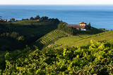 Fototapeta Natura - Txakoli white wine vineyards, Getaria in Basque Country, Spain