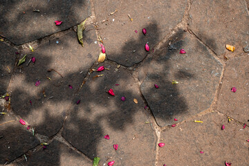 Poster - Fallen leaves on the ground