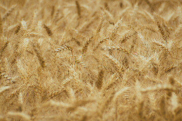 Wheat ears, field of wheat in the summer