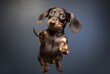  dog climbing on his hind leg and reaching for a toy, dance, frontal perspective, iso 200