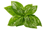 Fototapeta  - Fresh green basil leaves. Basil organic herb leaf. Isolated. PNG.