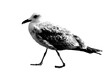 Halftone dotted seagull for trendy y2k retro collage. Vector textured walking bird