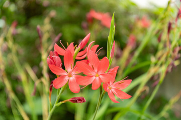 Wall Mural - River lily or Hesperantha Coccinea plant in Saint Gallen in Switzerland