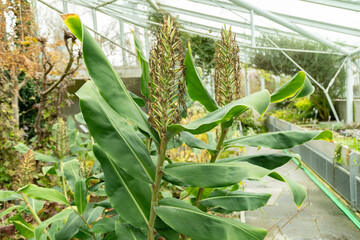 Wall Mural - Ginger lily or Hedychium Gardnerianum plant in Saint Gallen in Switzerland