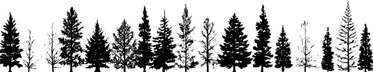 Poster - A set of coniferous spruce tree silhouettes in a horizontal arrangement, featuring elegant fir trees against a transparent background. Generative AI
