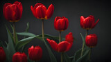 Fototapeta Tulipany - A few branches of red tulips with a black background