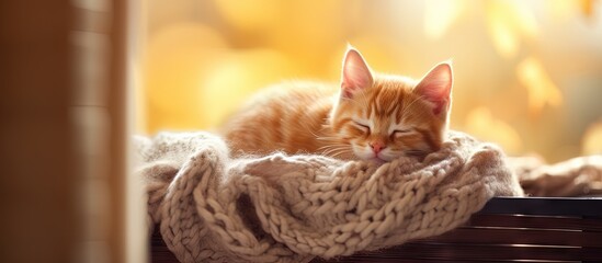 Aufkleber - Ginger kitten sleeeping on a cozy sweater next to decor near a window copy space image