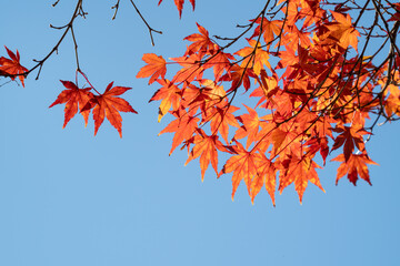 Wall Mural - beautiful maple leaves on the tree in autumn season.