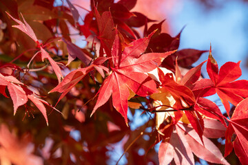Wall Mural - beautiful maple leaves on the tree in autumn season.