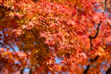 Wall Mural - beautiful maple leaves on the tree in autumn season.