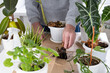 © Julia - Adult man replanting houseplants. Home garden.