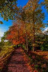 Sticker - Footpath foresst autumn fall warwickshire england UK