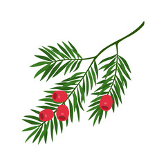 yew branch with red berries. christmas traditional decoration. hand drawn vector illustration isolat