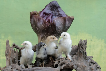 A number of Brahma chicks are hunting for termites in a rotten tree trunk overgrown with stink lilies. This chicken with a large posture and body weight has the scientific name Gallus gallus domestic