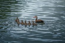 Black-bellied Whistling Duck Family With Ducklings (Dendrocygna Autumnalis)