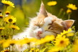 Cute little kitten sleeping at spring meadow on green grass and yellow flowers.