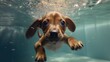 a suprised little puppy swimming under water Ai Generative