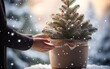 A close-up shot of a person tying a burlap bow onto the base of a potted fir tree, surrounded by snowflakes, during the morning