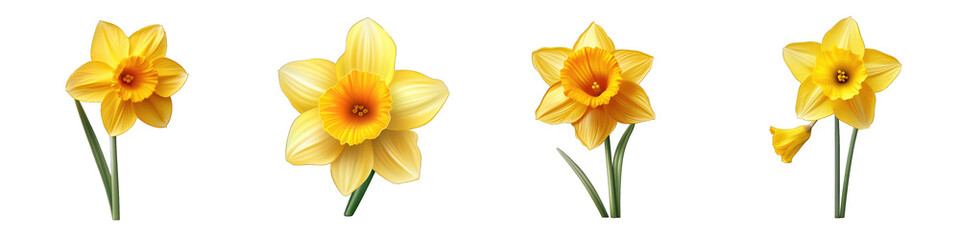 Wall Mural - Daffodil clipart collection, vector, icons isolated on transparent background