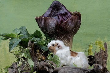 Wall Mural - A guinea pig is hunting for termites in a rotten tree trunk overgrown with a stink lily. This rodent mammal has the scientific name Cavia porcellus.
