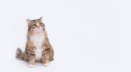 Wall Mural - White background studio shot of feline. Domestic cat looking up. Close-up portrait of Cat on white. Indoor cat on light  background. Copy space