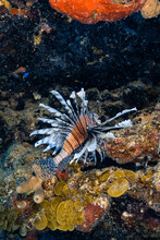 Colorful Red Lionfish Swimming Near Coral Reef