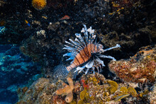 Red Lionfish Roaming Coral Reefs In Tropical Waters