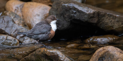 Dipper sitting on a stone in a river