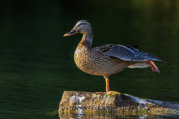 Wall Mural - Stockente (Anas platyrhynchos) Weibchen