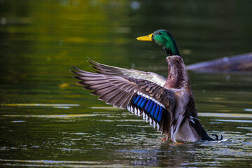 Wall Mural - Stockente (Anas platyrhynchos)